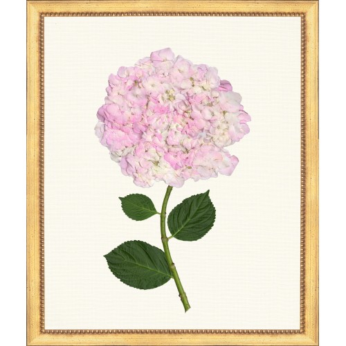 TLC- HYDRANGEA 18  20 X 24